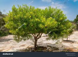 Image result for Cascabela thevetia