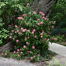 Image result for Justicia carnea