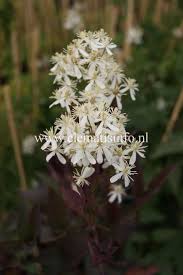 Image result for Clematis recta atropurpurea