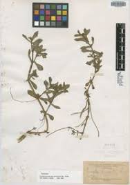 Image result for Enydra fluctuans