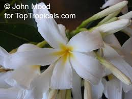 Image result for Landolphia rufescens