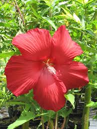 Expect that it will come back and bloom next year. Lord Baltimore Rose Mallow Hibiscus Bush Hibiscus Moscheutos Red Urban Perennials