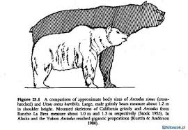 Black Bear Vs Grizzly Bear Size Difference Kodiac Bear Vs Grizzly Bear Size Difference Cave Bear Kodiac Bear Grizzly Bear