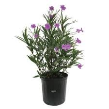 Image result for Ixora laurentii