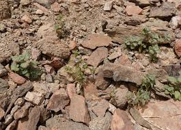 Image result for Anticharis