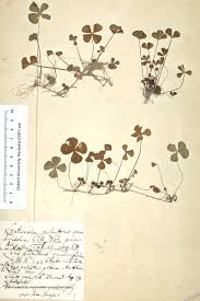 Image result for Marsilea vera