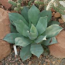 The word succulent describes a category of plants. Cacti And Succulents Identification
