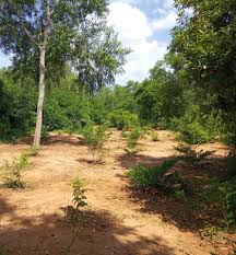 Image result for Putranjivaceae