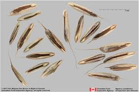 Image result for Bromus