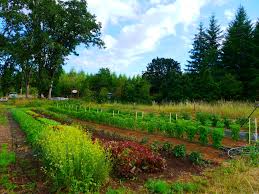 You can use eggplants as a meat replacement in rice and pasta dishes. Small Farms Produce More Food Than Statistics Show Horizon The Eu Research Innovation Magazine European Commission