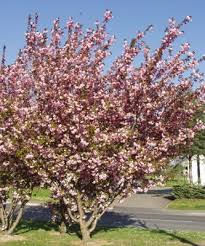 Cerisier Du Japon Prunus Serrulata Kanzan Arbres Et Arbustes D Ornement Pepinieres Meylan Shop In 2020