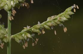 Image result for Echinochloa pyramidalis