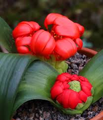 Image result for Daubenya