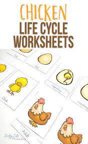 Alecia is the author of learning 2 walk where she shares other fun preschool science experiments as well as preschool sensory activities and preschool printables for letters and sight words that she does with. Chicken Life Cycle Worksheets For Kids