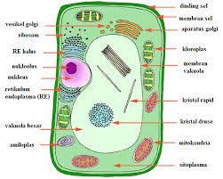 Hasil Gambar Untuk Gambar Sel Tumbuhan Beserta Keterangannya Animal Cell Plant Cell Plant And Animal Cells