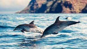 Dolphins are extremely intelligent and sociable animals, and have their own way to communicate with each other using special sounds. Dolphins The Humane Society Of The United States