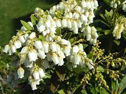 Pieris Japonica Japanese Pieris World Of Flowering Plants Japanese Pieris Plants Planting Flowers