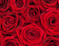 By sending flowers online, you surely sendflowersandmore.com is best online flowers delivery store in wichita kansas usa. Susan S Floral 217 S Pattie Ave Wichita Ks Wedding Consultants Planning Arranging Mapquest