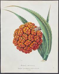 Image result for Pandanus odoratissimus