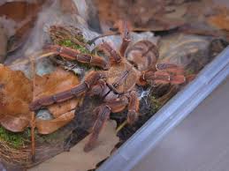 Image result for Orthochilus milnei