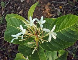 Image result for Holarrhena floribunda