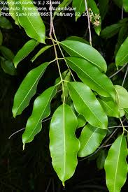 Image result for Syzygium cumini