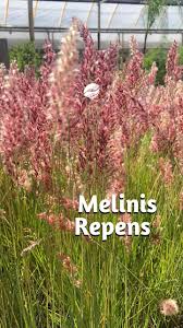 Image result for Melinis tenuissima