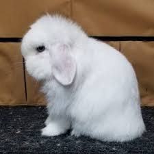 The holland lop is a dwarf rabbit, which means it should weigh about 4 lbs. Holland Lop Rabbit Breed Lafeber Co Small Mammals