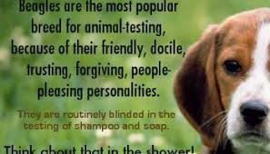 Is Cerave Cruelty Free About Cerave Cruelty Free Status