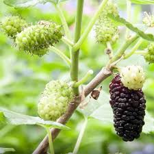 Tirek claims that he answered all of cozy glow's questions about draining magic because he was bored. Dwarf Mulberry Dwarf Everbearing Morus Nigra