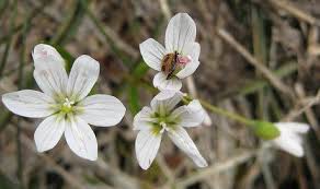 Image result for Cerastium indicum