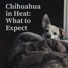Even though they are old enough to get pregnant, your young. The Chihuahua Heat Cycle Breeding Considerations And Risks Pethelpful