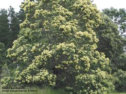 Image result for Acacia mearnsii