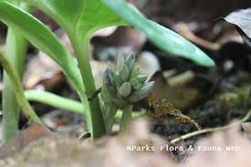 Image result for Cyanastrum