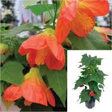 Image result for Abutilon