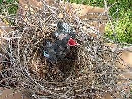 Names Of Birds With Their Nests Baby Ravens Raven Common Birds Crows Ravens