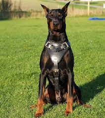 Training Doberman Puppies