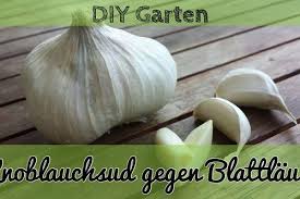 Blattlause Mit Knoblauch Bekampfen 3 Moglichkeiten Vorgestellt Hausmittel Gegen Blattlause Schadlinge Im Garten Und Pflanzen
