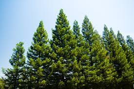 How To Sell Pine Trees