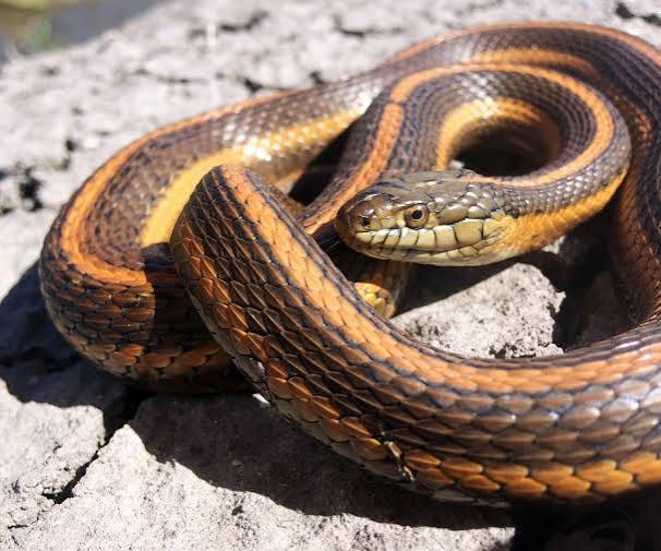 Snake - Giant Garter Snake - California State Capitol Museum