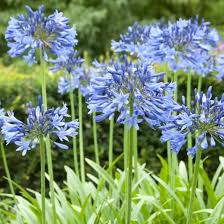 Image result for Agapanthus campanulatus