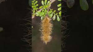 Image result for Ormocarpum trichocarpum