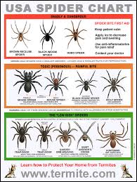 Spider Identification Chart From Low Risk To Dangerous