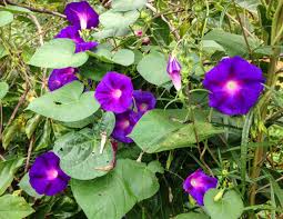 We did not find results for: Glory In The Morning Quiet At Night Roads End Naturalist