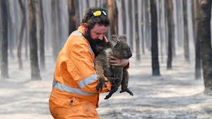 80% der tiere heimgesucht hat. Feuer Bedroht Seltene Tiere In Australien Wwf Blog