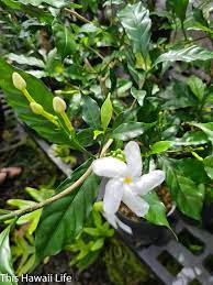 We did not find results for: Fragrant Flowers Of Hawaii This Hawaii Life