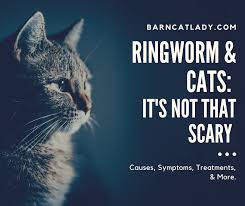 If you are trying to use a homemade sanitizer or one where you can't find the percentage of alcohol, do not rely on it to kill the virus. Ringworm And Cats It S Not That Scary The Barn Cat Lady