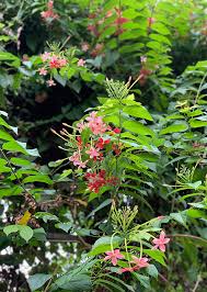 Image result for Combretum indicum