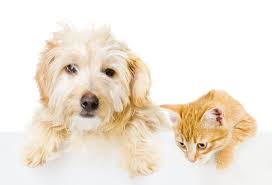 Highway 92 Animal Hospital Woodstock Ga