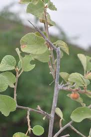 Image result for Grewia villosa